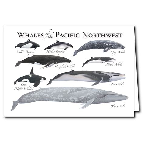 whales of the pacific northwest